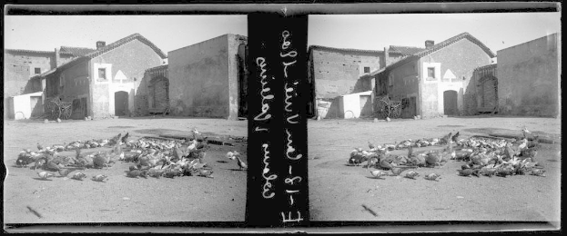 Schwarzes und weißes Foto von Tauben, die auf dem Boden vor einem Gebäude mit Fenstern und einer Tür ruhen, umgeben von Pflanzen und einem bewölkten Himmel in San Miguel de Allende, Mexiko.