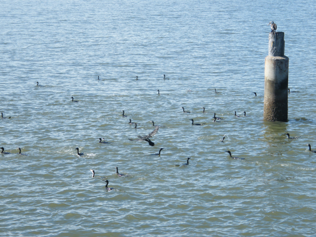 Kormorane schwimmen in ruhigem, klarem Wasser bei einem Pfahl mit einem darauf sitzenden Vogel.
