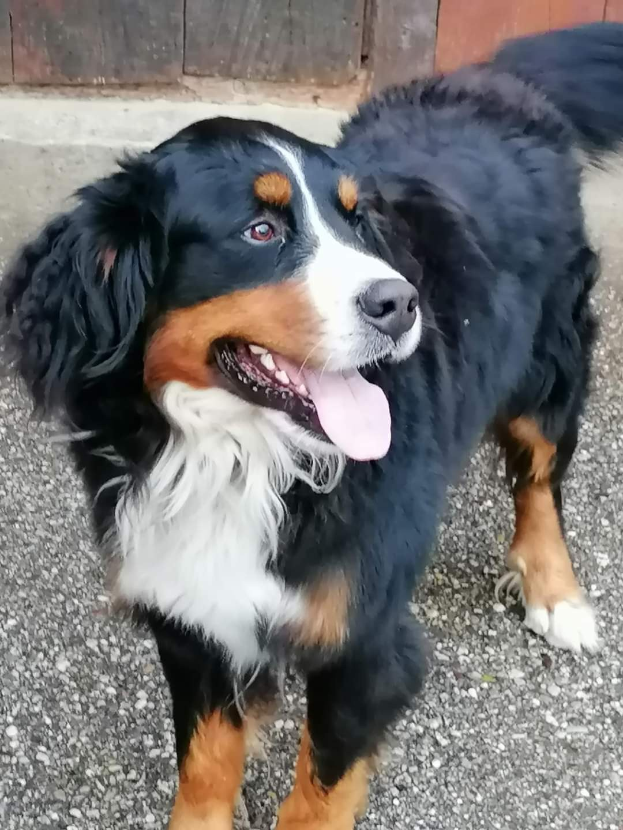 Ein Berner Sennenhund mit dicker, gewellter schwarzer, weißer und brauner Wolle steht aufmerksam vor einer hölzernen Tür, die Ohren gespitzt und die Augen offen.