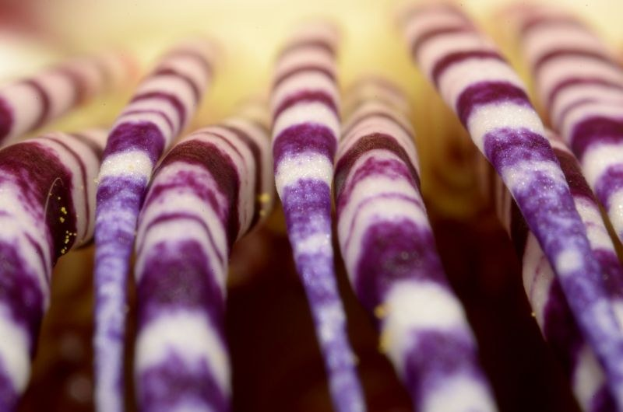Nahaufnahme von lila und weißen gestreiften Lutschern auf einem Tisch mit leicht unscharfem Hintergrund.