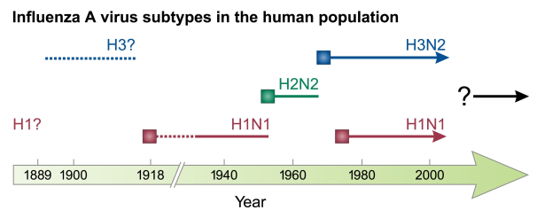 Diagramm über Influenza-A-Virus-Subtypen im Menschen mit Text, Zahlen und Pfeilen auf einem wei├čen Hintergrund.