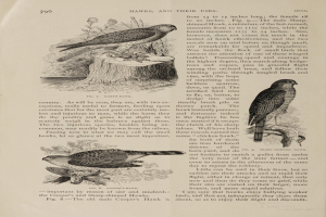 Ein aufgeschlagenes Buch mit einer detaillierten Illustration von zwei Vögeln, die darauf sitzen, begleitet von beschreibendem Text über ihre Größe, ihren Lebensraum und ihre Eigenschaften.