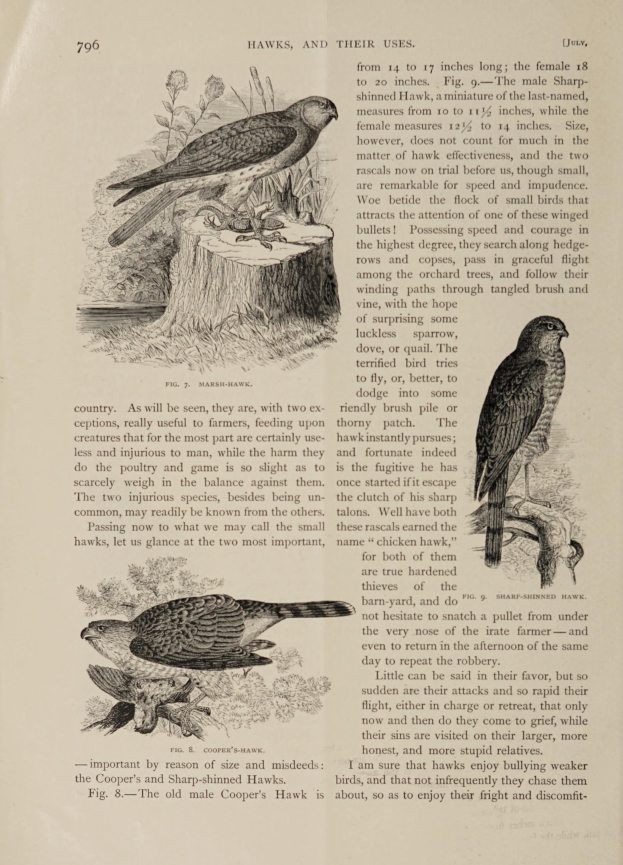 Ein aufgeschlagenes Buch mit einer detaillierten Illustration von zwei Vögeln, die darauf sitzen, begleitet von beschreibendem Text über ihre Größe, ihren Lebensraum und ihre Eigenschaften.