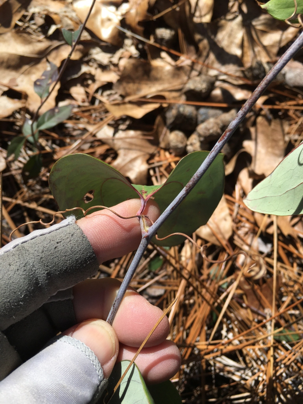 Eine Person in Handschuhen hält eine Giftesche plantage, mit getrockneten Blättern auf dem Boden dahinter.