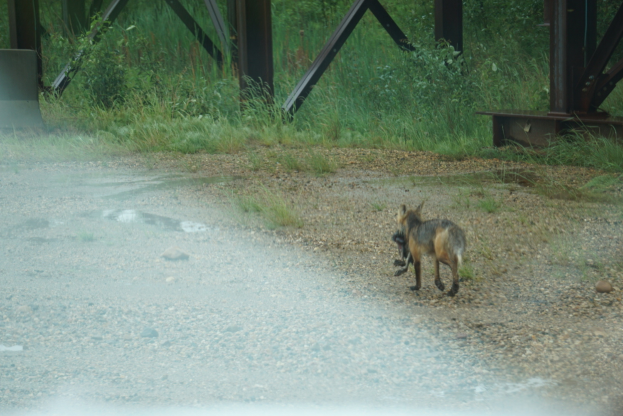 Ein Fuchs läuft einen Schotterweg neben einer steinernen Brücke entlang, umgeben von Gras, Pflanzen und Bäumen.