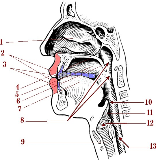 Diagramm der Kopf- und Halsanatomie mit hervorgehobener Nasenhöhle und nummerierten Beschriftungen.