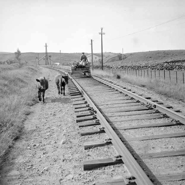 Schwarzes und weißes Foto von zwei Kühen, die auf den Schienen gehen, mit einer Person auf einem Fahrzeug im Vordergrund, Gras und einem Zaun auf beiden Seiten der Schienen und Häusern, Bäumen und Polen im Hintergrund unter dem Himmel.