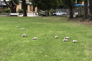 Gruppe von Tauben, die über eine grüne Wiese laufen, mit einem geparkten Pick-up Truck in der Nähe, Bäumen und Gebäuden im Hintergrund, Treppen mit Geländern, einer Bank, Pflanzen und Maschendraht unter einem sichtbaren Himmel.