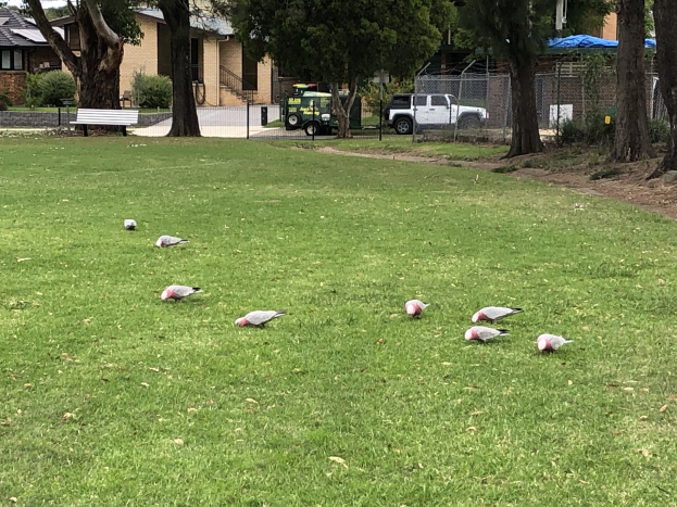 Gruppe von Tauben, die über eine grüne Wiese laufen, mit einem geparkten Pick-up Truck in der Nähe, Bäumen und Gebäuden im Hintergrund, Treppen mit Geländern, einer Bank, Pflanzen und Maschendraht unter einem sichtbaren Himmel.