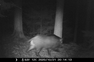 Ein Wildschwein auf dem Weg durch einen mondhellen Wald, aufgenommen von einer Kamerafalle.
