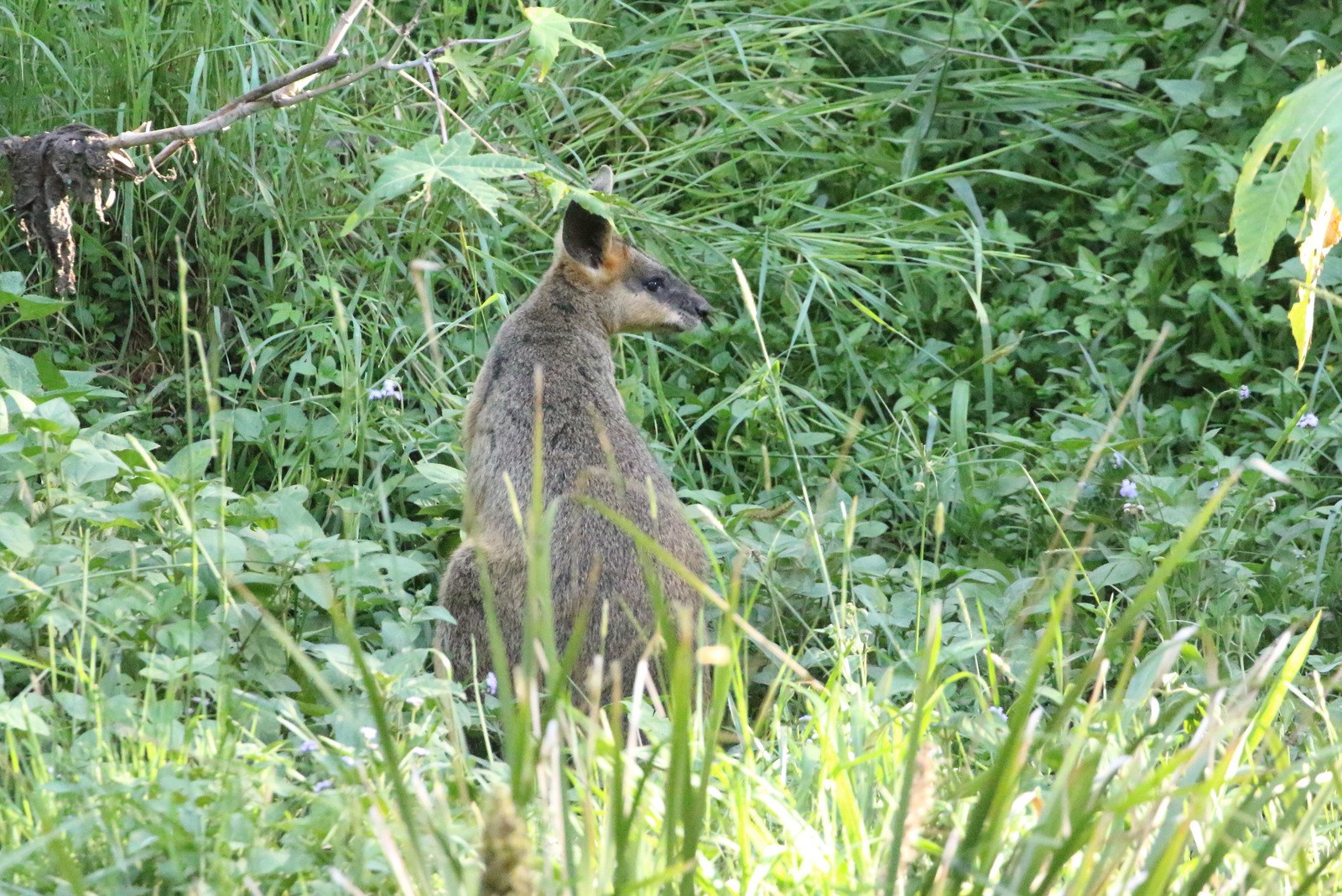 Ein wallaby mit braun-schwarzem Fell steht wachsam in hohem Gras bei Pflanzen, seine Ohren sind gespitzt.
