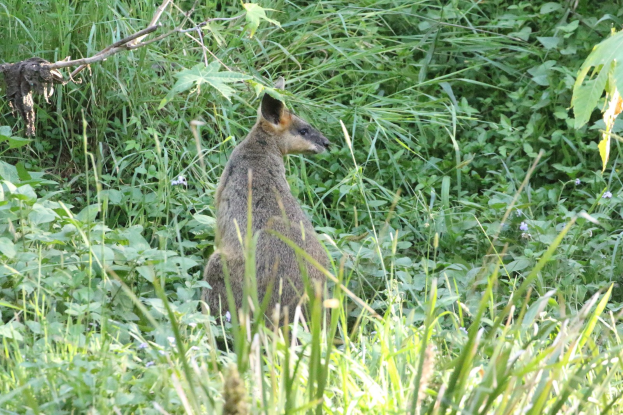 Ein wallaby mit braun-schwarzem Fell steht wachsam in hohem Gras bei Pflanzen, seine Ohren sind gespitzt.