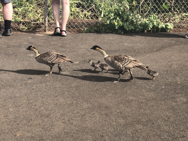 Vier Gänse in einer Reihe auf einer Straße neben einem Zaun gehend, wobei zwei erwachsene Gänse Sandalen tragen und zwei Gänsejunge dicht folgen, umgeben von Pflanzen und Zaun.