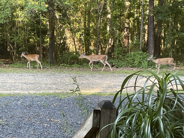 Drei Rehe auf einem Schotterweg in einem bewaldeten Gebiet, begrenzt von einem Holzzaun und Vegetation, mit Bäumen im Hintergrund.
