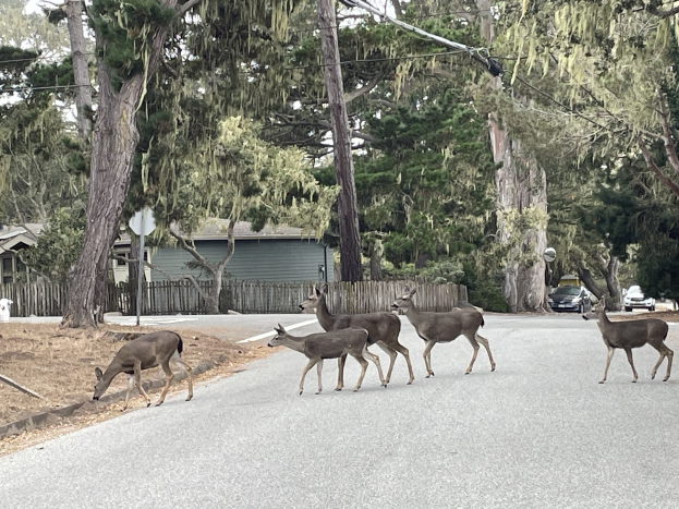 Eine Herde Rehe überquert eine Straße vor einem Haus, mit einem Auto auf der rechten Seite der Straße geparkt, Häusern, Bäumen, einem Zaun und einem klaren blauen Himmel im Hintergrund.