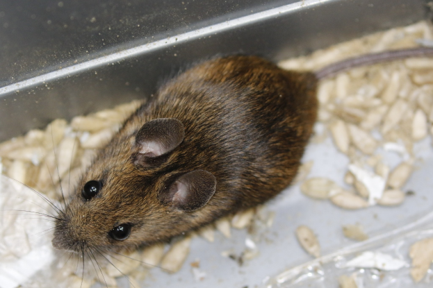 Eine braune Maus sitzt in einem Plastikbehälter voller Holzspäne.